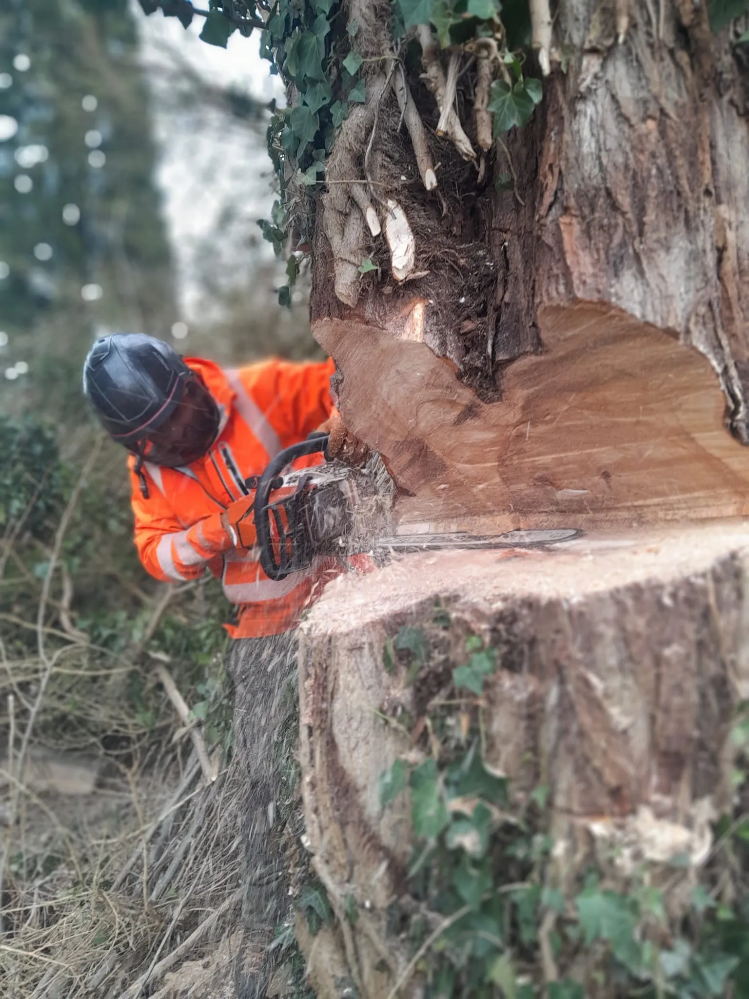 Arborista-Baumpfleger beim präzisen Motorsägenschnitt an einem starken Stamm