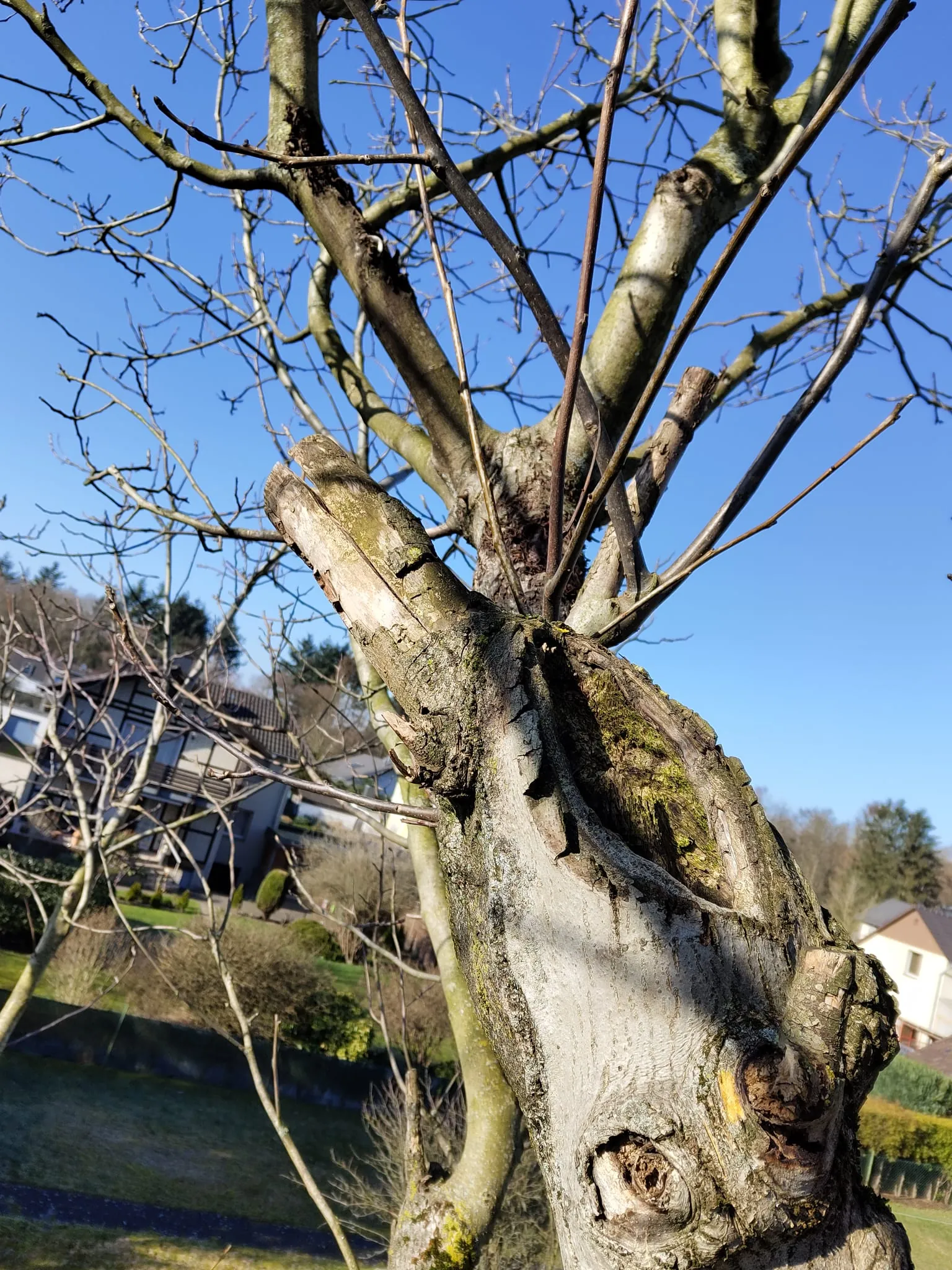 Auffällige Stammverzweigung mit alten Schnittstellen bei einer Arborista-Baumkontrolle
