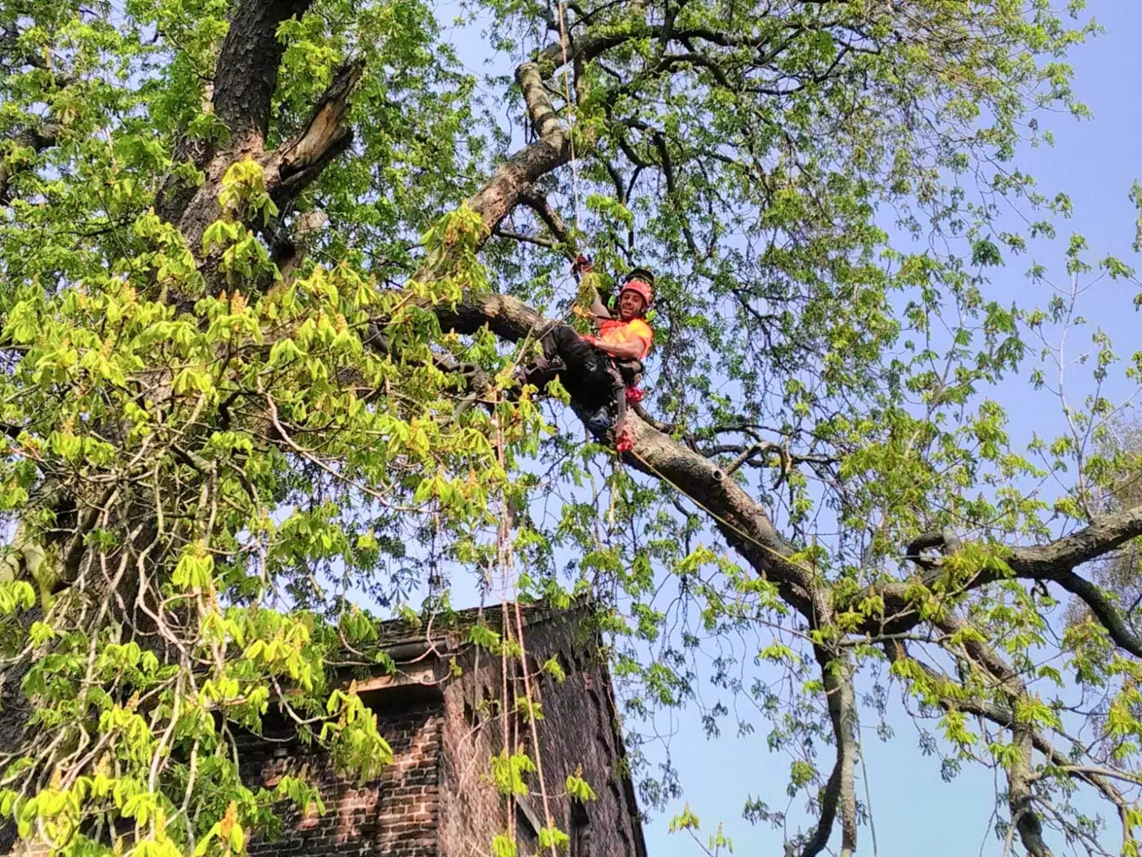 Arborista-Baumpfleger bei einer normalen Kronenpflege im Frühlingslaub