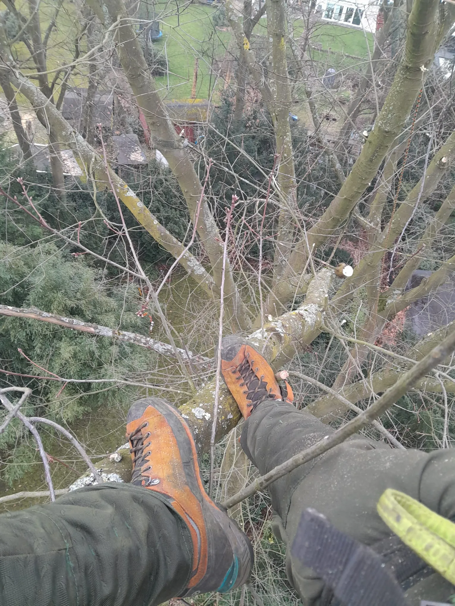 Blick aus der Baumkrone nach unten auf die Kletterstiefel des Baumpflegers, darunter Garten mit Hecke und Nebengebäude