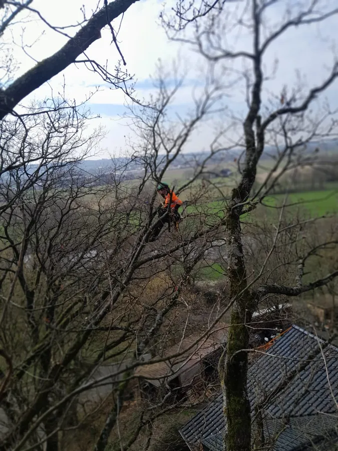 Baumpfleger bei Seilkletterarbeiten in Gebäudenähe