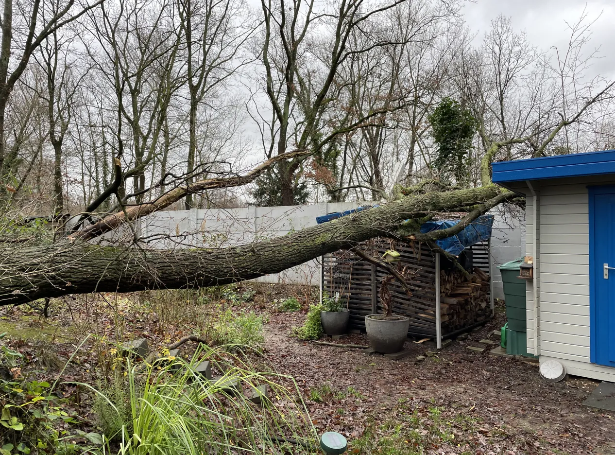 Sturmgeschädigter Baum auf einem Nebengebäude