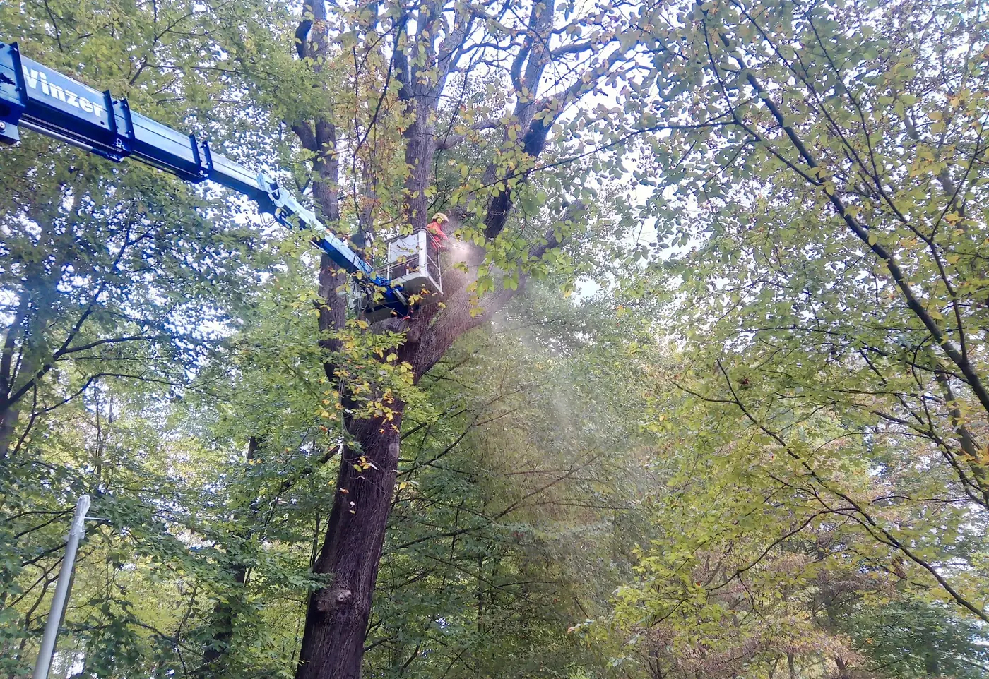 Arbeitskorb einer Hubarbeitsbühne zwischen den Ästen einer belaubten Krone