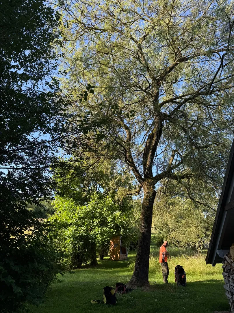 Kontrollierte Baumfällung in einem Garten – Ansicht 2