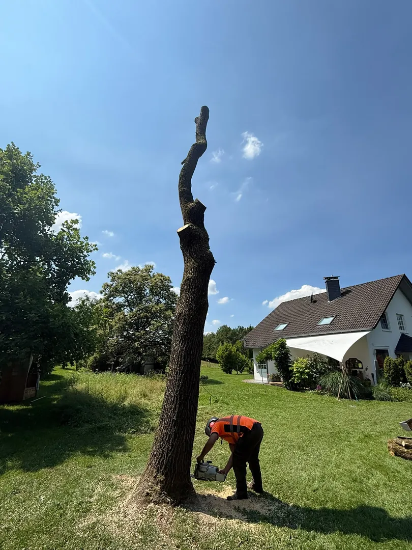 Kontrollierte Baumfällung in einem Garten – Ansicht 4