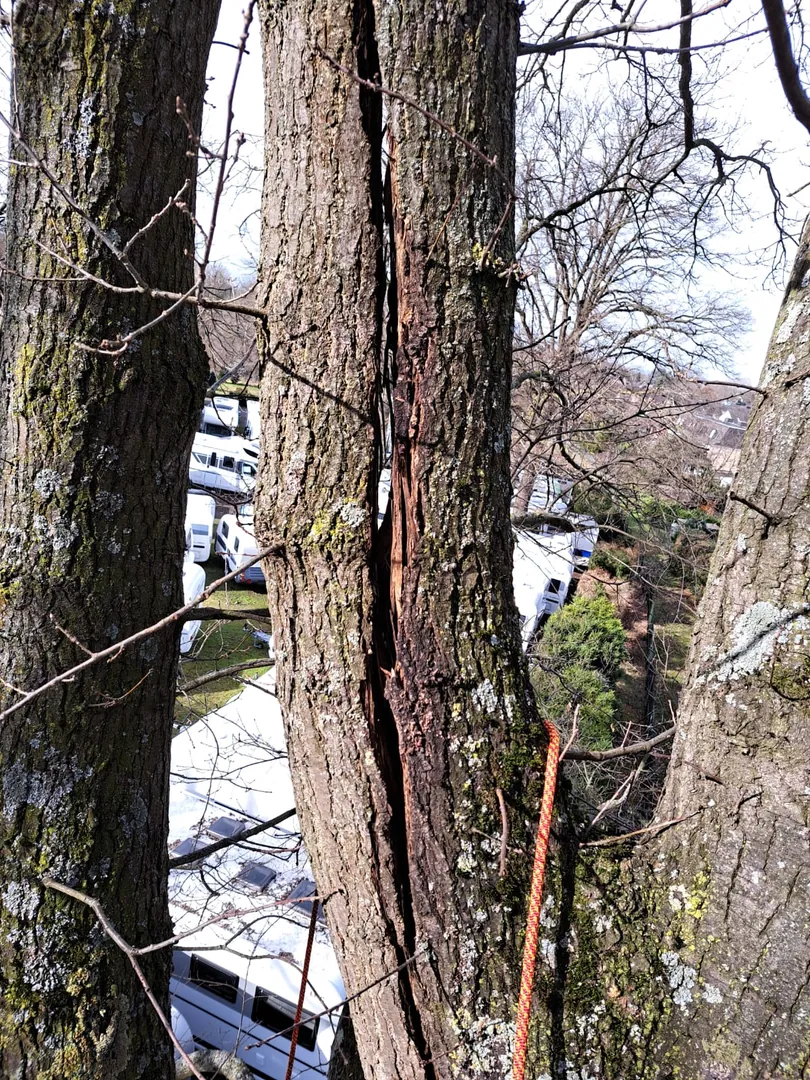 Grössere Baumfällung mit Hubarbeitsbühne – Ansicht 3