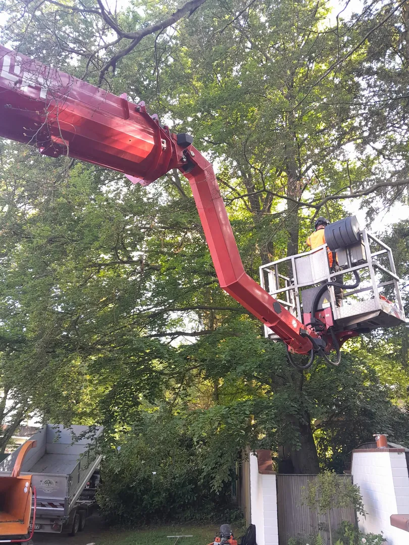 Grössere Baumfällung mit Hubarbeitsbühne – Ansicht 4