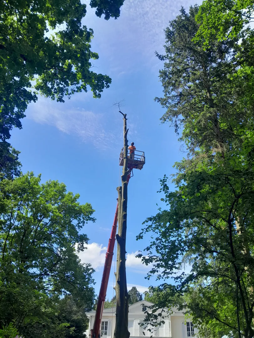 Grössere Baumfällung mit Hubarbeitsbühne – Ansicht 5