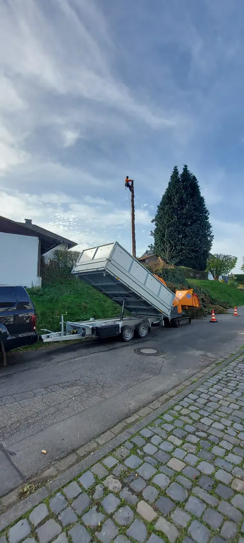 Grössere Baumfällung mit Hubarbeitsbühne – Ansicht 7