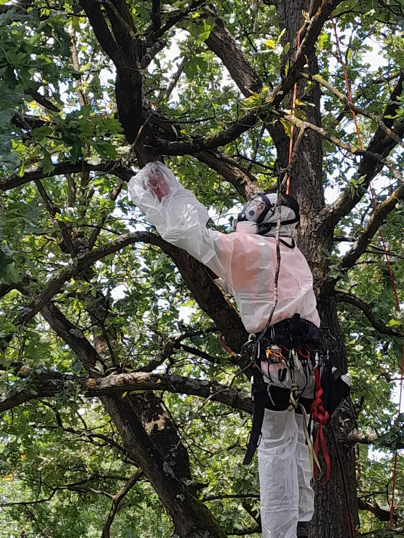 Fachgerechter Einsatz gegen Eichenprozessionsspinner mit Schutzkleidung – Ansicht 4