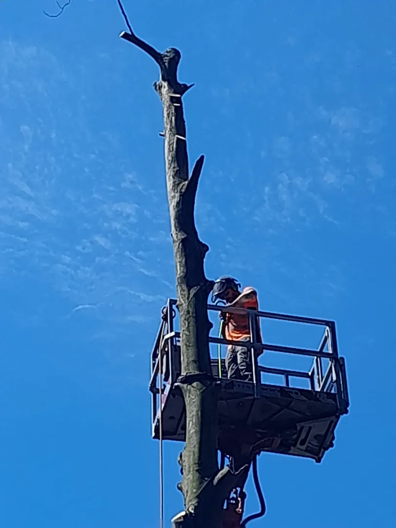 Baumpfleger arbeitet mit einer Hubarbeitsbühne in der Baumkrone – Ansicht 5