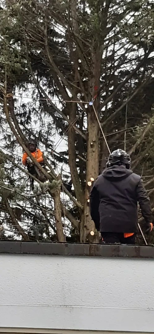 Baumkletterer bei einer winterlichen Baumfällung – Ansicht 4