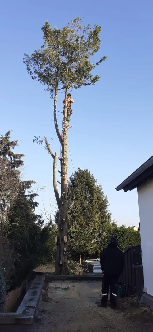 Baumkletterer bei einer winterlichen Baumfällung – Ansicht 6