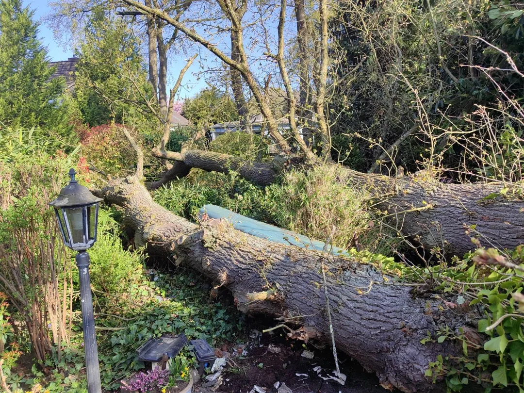 Umgestürzter Baum nach einem Sturmschaden auf einem Grundstück – Ansicht 1