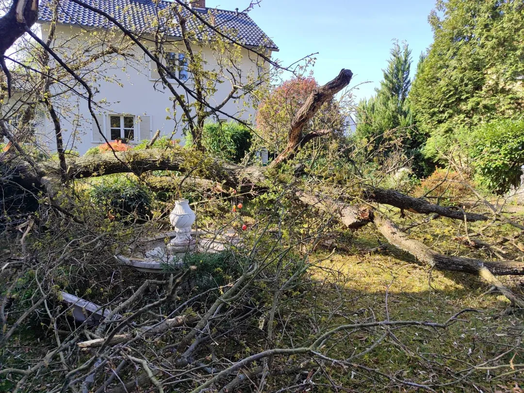 Umgestürzter Baum nach einem Sturmschaden auf einem Grundstück – Ansicht 2