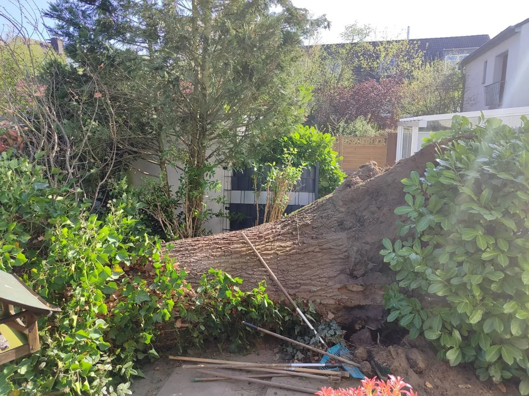Umgestürzter Baum nach einem Sturmschaden auf einem Grundstück – Ansicht 3