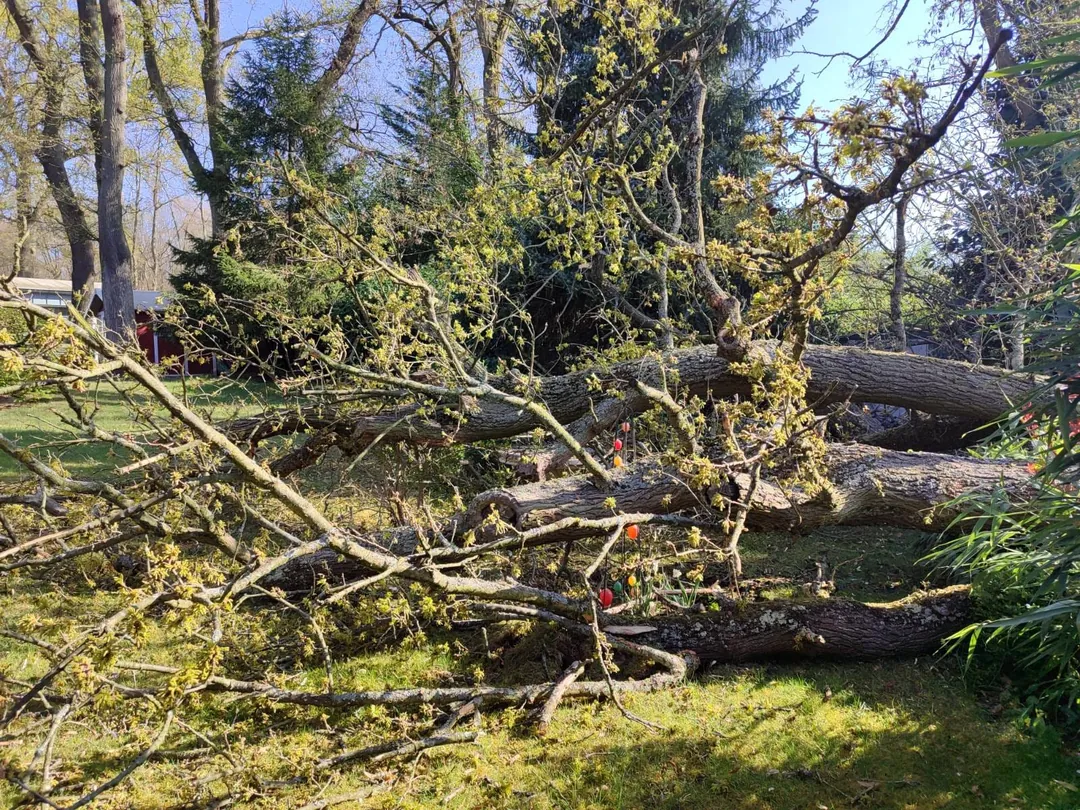 Umgestürzter Baum nach einem Sturmschaden auf einem Grundstück – Ansicht 4