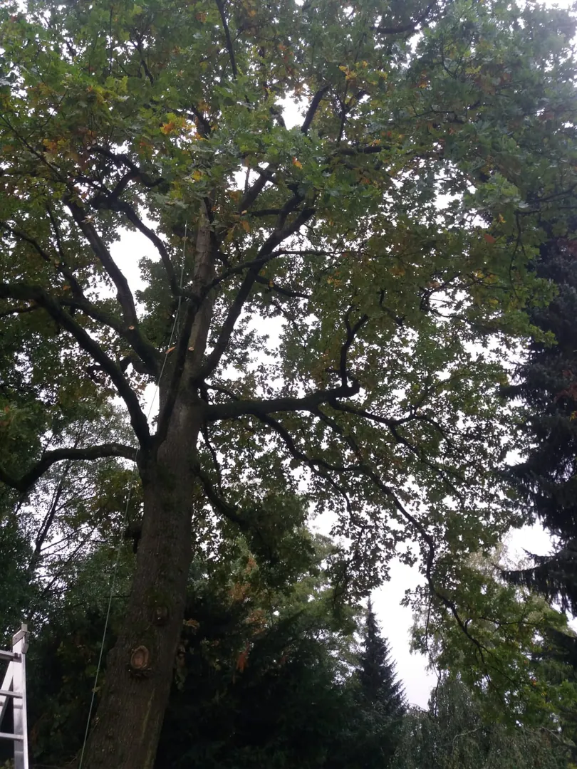 Alter, gewachsener Baumbestand