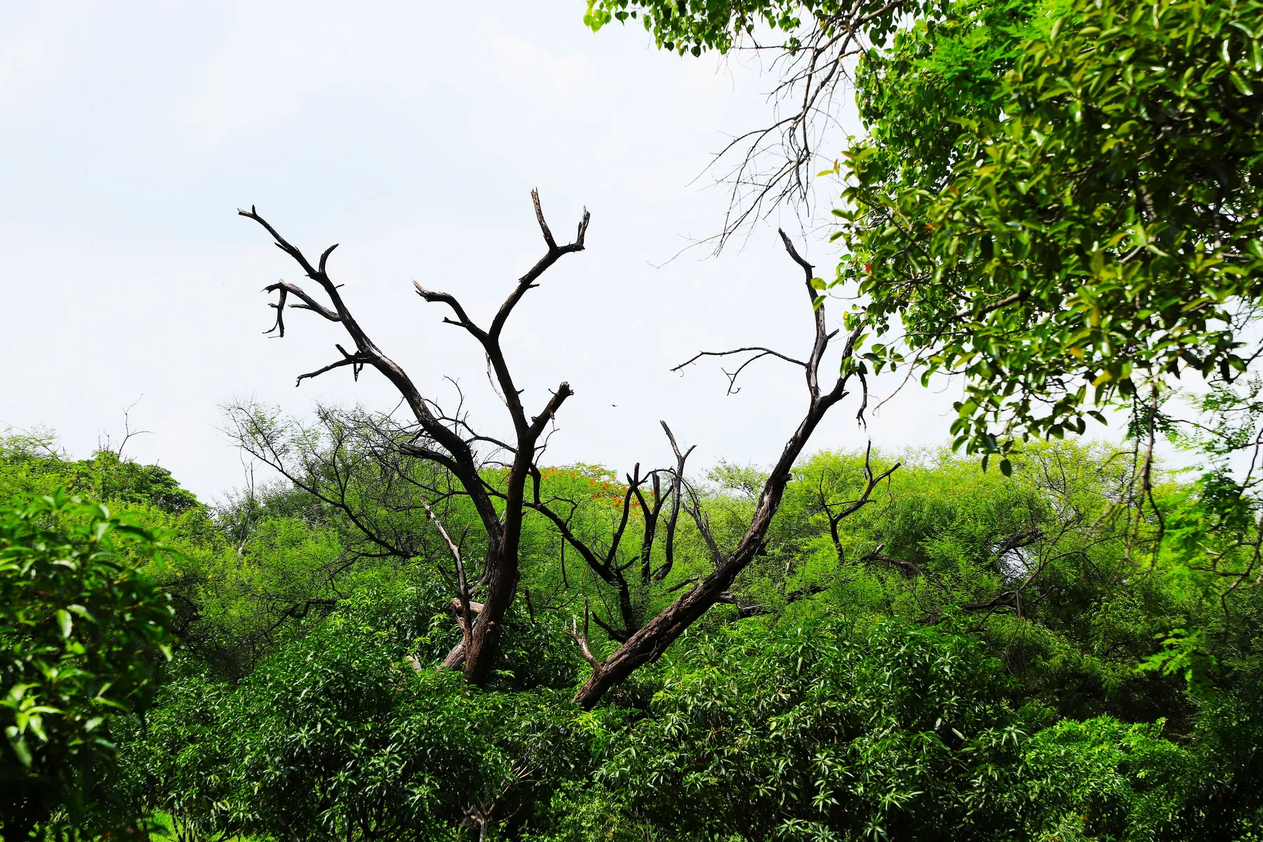 Abgestorbener Baum mit kahlen Ästen inmitten belaubter Gehölze