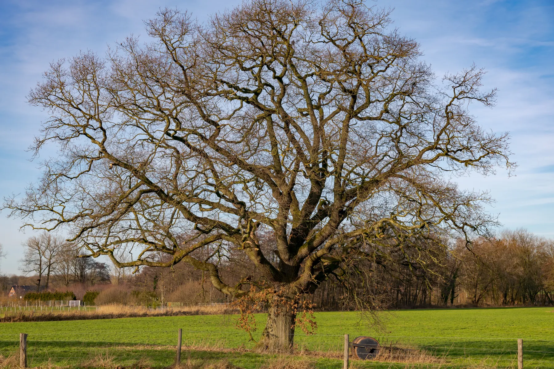 Alte Solitäreiche mit weit ausladender Krone auf freiem Feld
