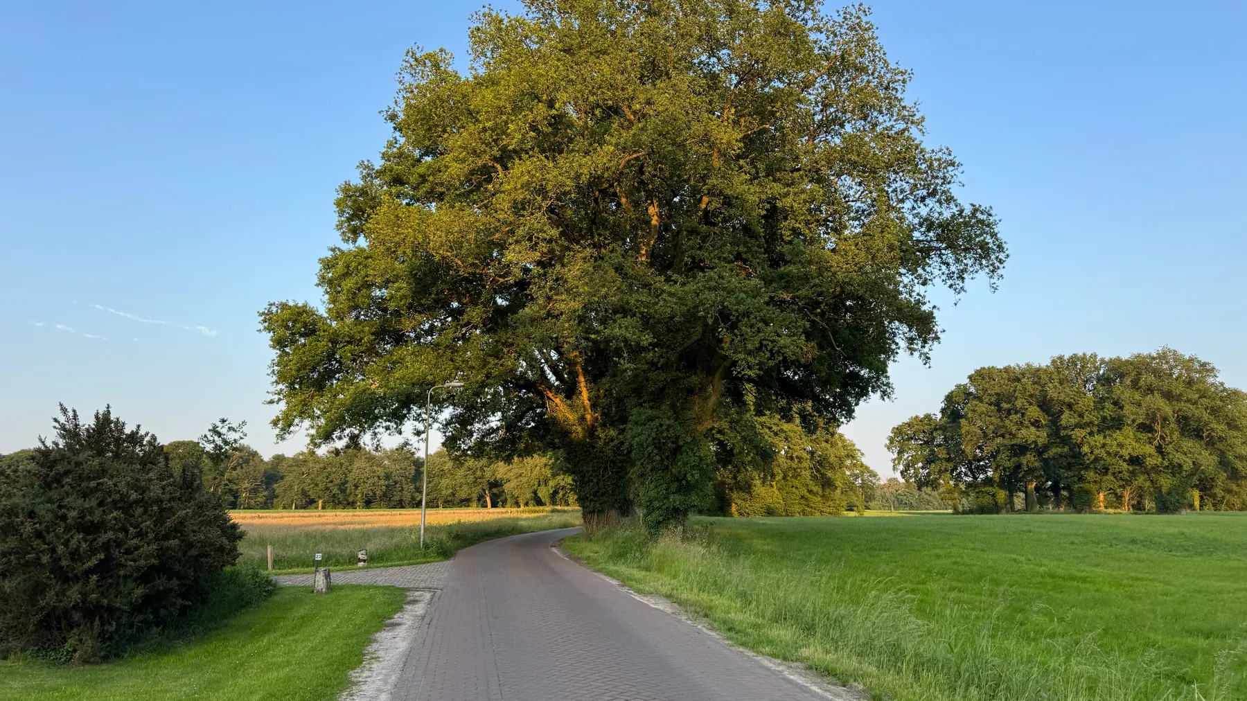 Großer Baum unmittelbar an einer Landstraße