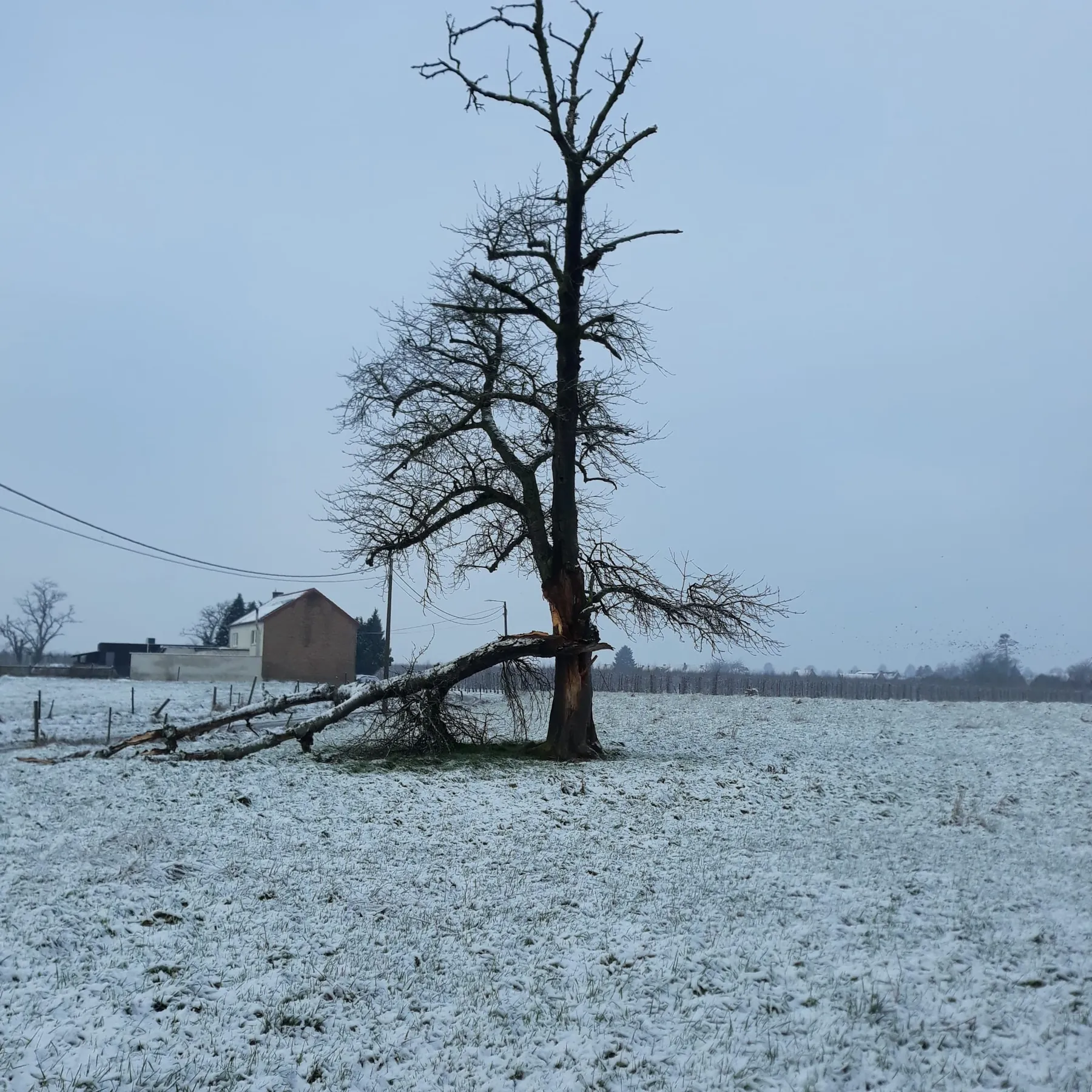 Im Winter aufgespaltener Baumstamm nach Sturmbelastung
