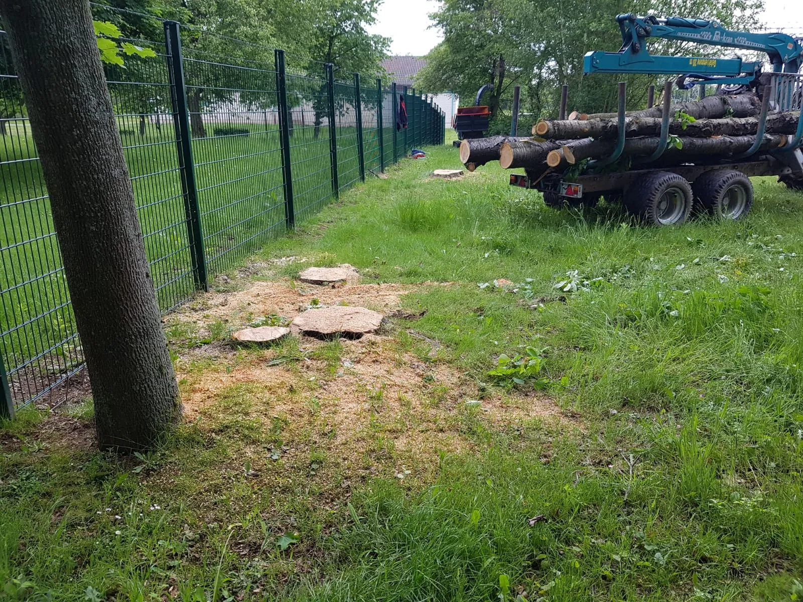 Aufgearbeitetes Stammholz auf einem Anhänger neben einer Wiese